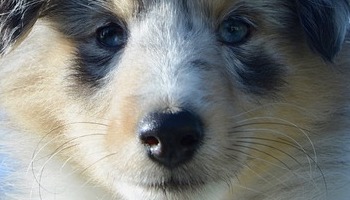 Energie update Witte Hond levenspad  8 - 20 april 2024 - Opnieuw het zonnejaarpad 2023-2024